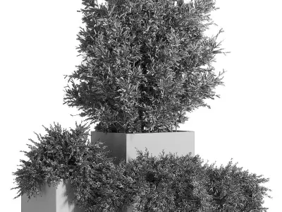 Outdoor Plants Tree in Concrete Box 03 3D model