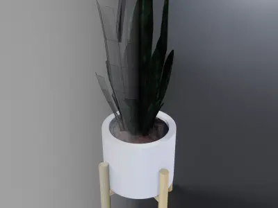 Sansevieria guineensis - Sword of Ogum Free 3D model