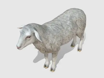 Sheep Low-poly 3D model