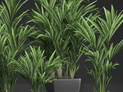 Decorative palm in a white flowerpot 564 3D model