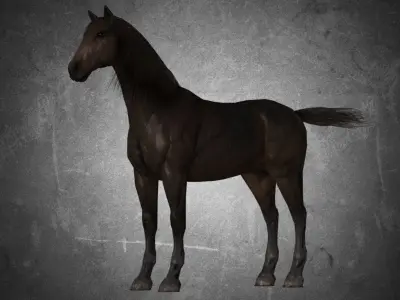 Horse - D7-D8 3D model