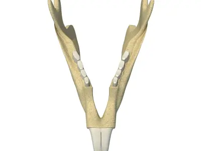 Animal jawbone 3D model