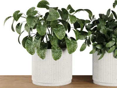 Plants on Shelf SetV4 3D model