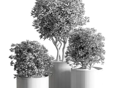 collection Indoor plant 42-wood vase 3D model