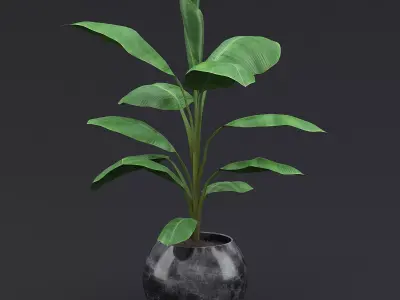 Cavendish Banana Plant II 3D model