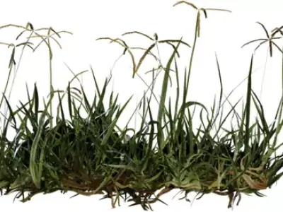 Realistic Lawn Grass Clump Pack Low-poly 3D model