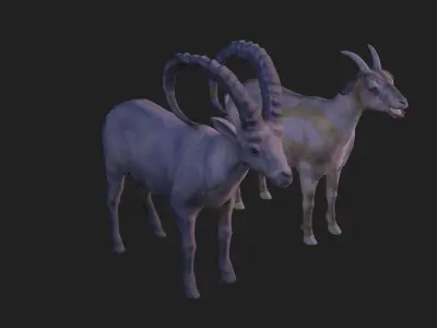 Full animation of male and female goats Low-poly 3D model