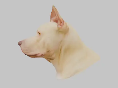 Pitbull Terrier Dog Head Bust Low-poly 3D model