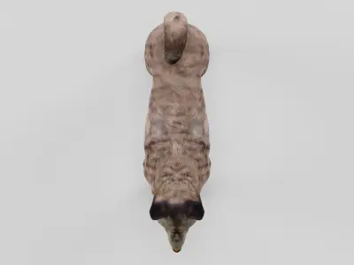 Kai Ken Tora Inu Dog Breed 3D model