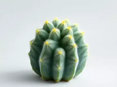 Round Green Cactus model pack Low-poly 3D model