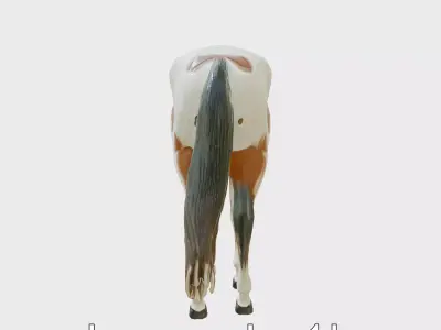 Appaloosa Quarter Horse 3D Model with Spotted Coat Low-poly 3D model