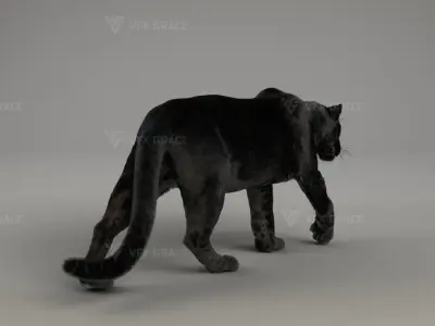 Black Jaguar 3D Blender 3D model