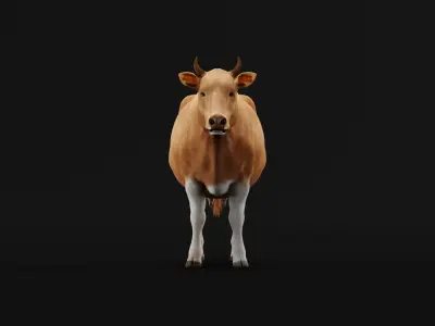 Javan Banteng Cattle 3D model