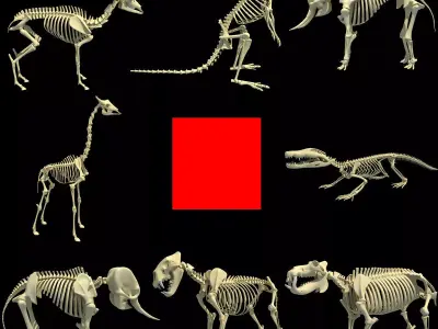 Animal Skeletons 3D model