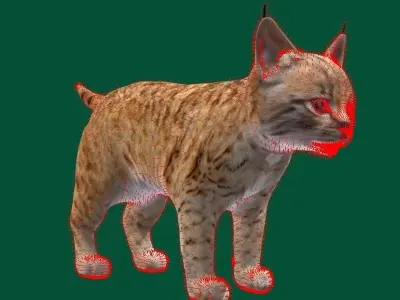 Bobcat Cub Red Lynx 3D model
