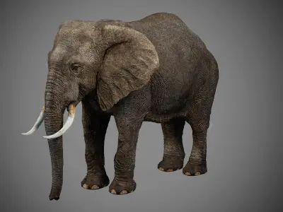 Elephant-Animated-Maya elephant Low-poly 3D model