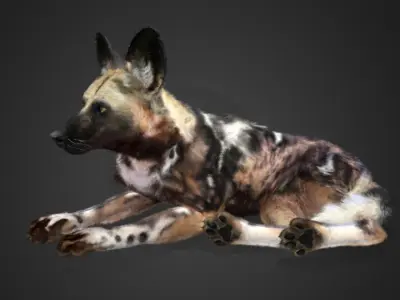 African Wild Dog Realistic Animated 3D model