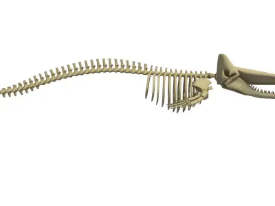 Sperm Whale Skeleton 3D model