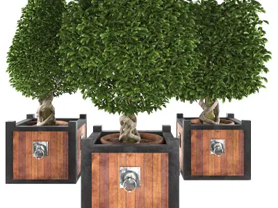 Boxwood trees 3D model