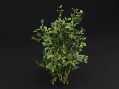 Buxus Sempervirens Shrub Plant 3D model