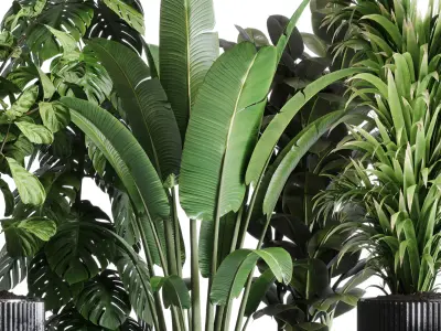 indoor plant ravenala ficus rubbery monstera concrete dirt vase 3D model