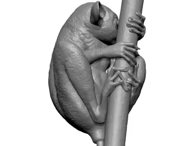 Tarsier gripping a branch 3D model