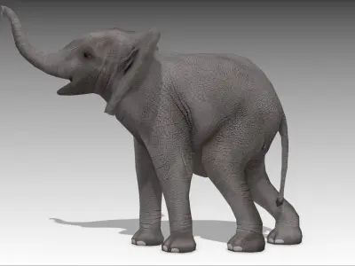 African Elephant Calf Low-poly 3D model