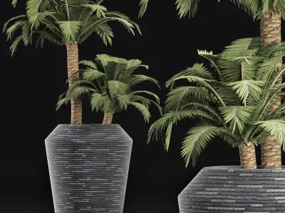 Plants Collection 187 Palm 3D model
