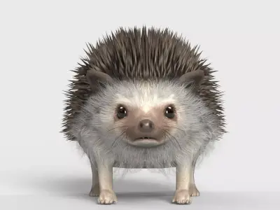 Realistic Hedgehog 3D Model  low poly Rigged Low-poly 3D model