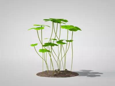 Plant Three-Leaf Clover 3D Model 3D model