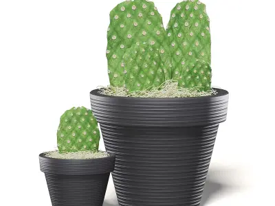 Cactuses in Black Pots 3D Model 3D model