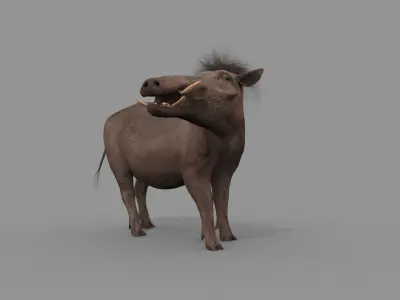 Warthog African pig - animated 3d fur model Low-poly 3D model