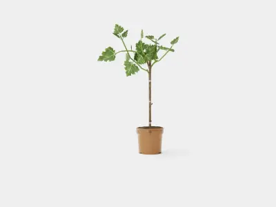 Ficus carica stem Low-poly 3D model