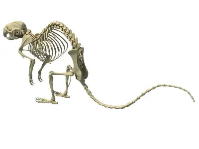 Rat Skeleton 3D model