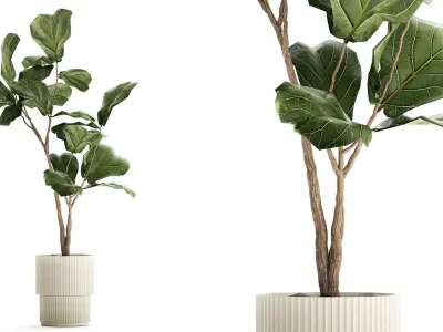 Beautiful Ficus lyrata tree in a flower pot for decoration 1247 3D model