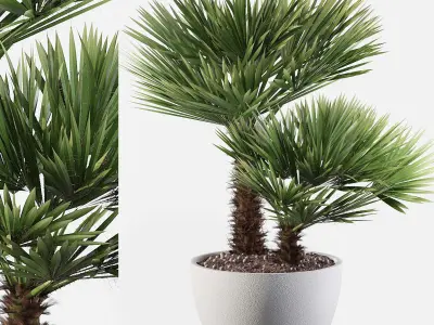 Chamaerops palm 04 3D model
