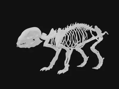 Hedgehog skeleton 3D model