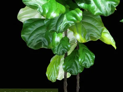 Ficus plant 133 3D model