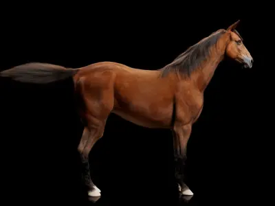 Horse Model 3D - Rigged - X-gen interactive grooming 3D model