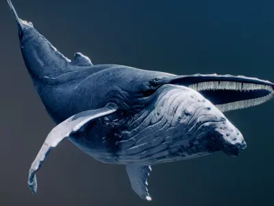  Humpback Whale 3D model