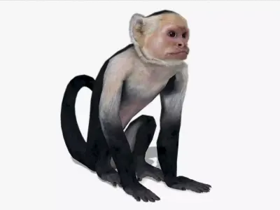 Capuchin Monkey Low-poly 3D model