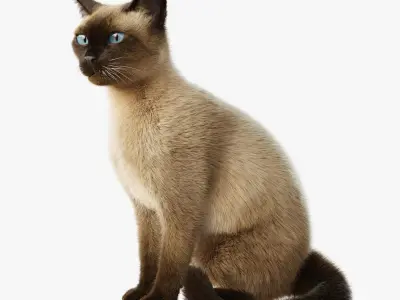 Cat Siamese Rigged Animated 3D model