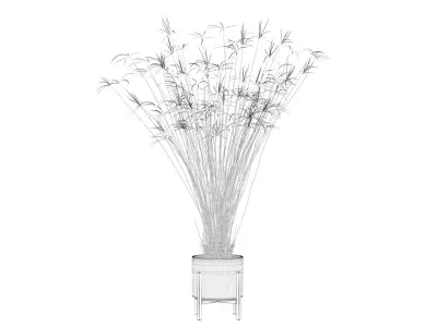 Cyperus papyrus 3D model