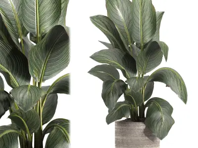 indoor plant 049 3D model