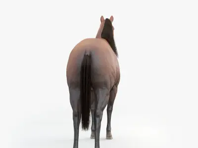 3D Horse RIGGED  FUR Low-poly 3D model