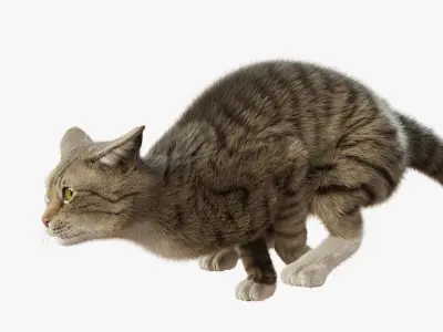Cat Gray Tabby Rigged Animated 3D model
