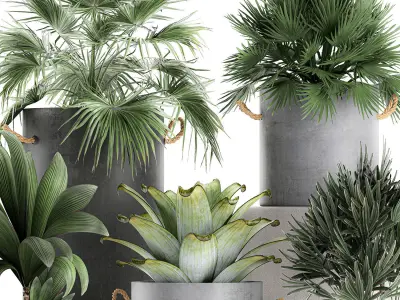 Plants in pots of concrete for the interior 601 3D model