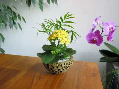 Guardians of the Galaxy Plant Pot 3D print model