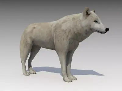 Arctic wolf Low-poly 3D model