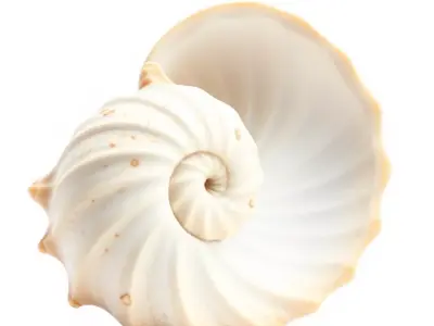 Elegant Nautilus Shell model pack Low-poly 3D model